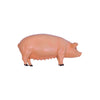 Tedco 4D 26102 Vision Pig Anatomy Model, One Color
