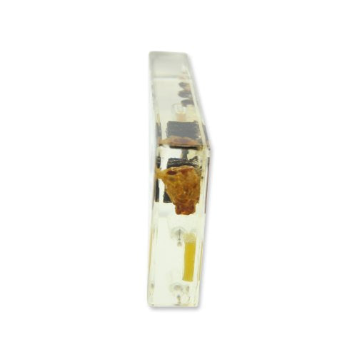 Real Bug Acrylic Honeybee Life Cycle Bioplast Block, 6-1/2' Width X 3-5/32' Height X 0.91' Thickness