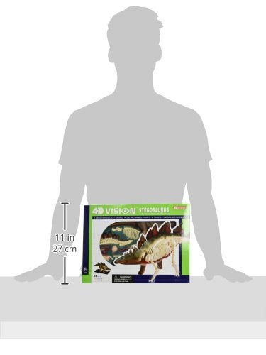 Famemaster 4D Vision Stegosaurus Anatomy Model