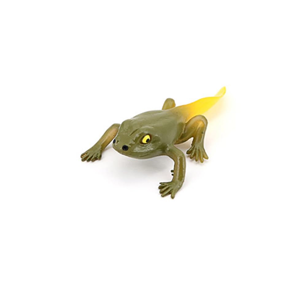 Hvogvok Frog Growth Cycle, Animal Growth Cycle Biological Model , Growth Stage Lifelike Frog Life Cycle Model Set For Kids Education Insect Themed Party Favors