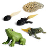 Gemini&Genius Life Cycle Of Frog Figurines, Bulk Insect Growth Diary Action Figures, Super Fun For Learning Gifts, Party Favors, Treasure Box Prizes, Goodie Bag Fillers, Family Fun