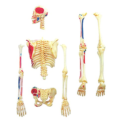 4D Visions Models Visible Human Skeleton Anatomy Kit, One Color