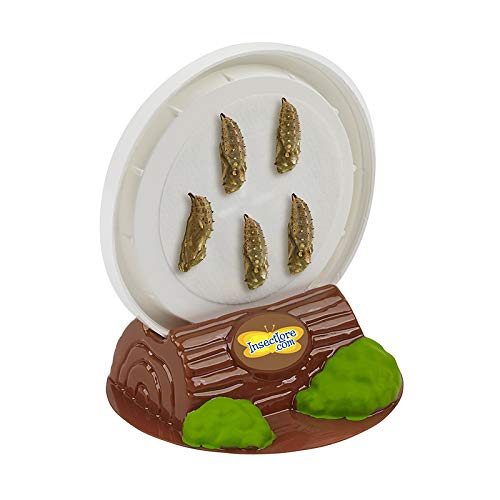 Insect Lore Cup Of Caterpillars Deluxe | 5 Live Baby Caterpillars | Stickers & Chrysalis Holding Log Included | Painted Lady Butterflies | Refill For Butterfly Garden