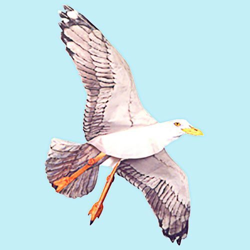 Jackite Sea Gull Kite, 42.5' Wingspan