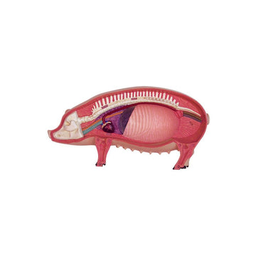 Tedco 4D 26102 Vision Pig Anatomy Model, One Color