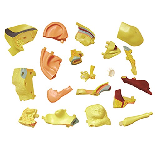 Famemaster 4D-Vision Human Ear Anatomy Model Multi-Colored, 10'