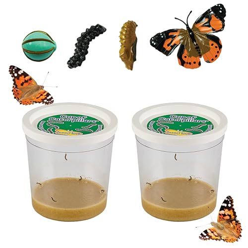 Insect Lore Two Cups Of Live Caterpillars With Butterfly Life Cycle Figurines | Butterfly Habitat Or Kit Refill | Painted Lady Butterflies