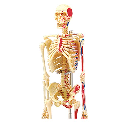 4D Visions Models Visible Human Skeleton Anatomy Kit, One Color