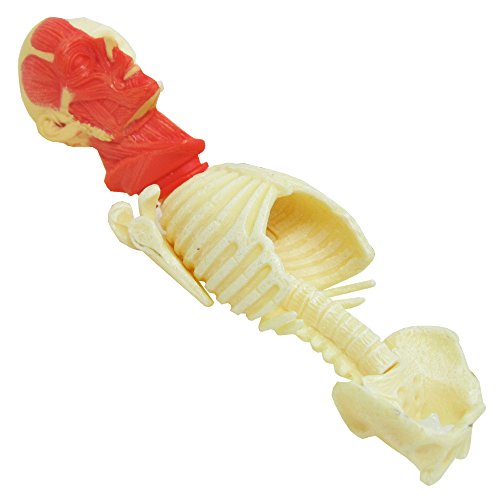 Famemaster 4D-Vision Human Muscle And Skeleton Anatomy Model Multi-Colored, 10'