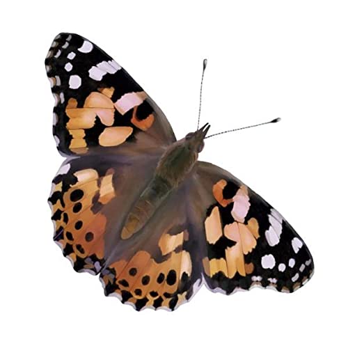 Insect Lore Cup Of Caterpillars Deluxe | 5 Live Baby Caterpillars | Stickers & Chrysalis Holding Log Included | Painted Lady Butterflies | Refill For Butterfly Garden
