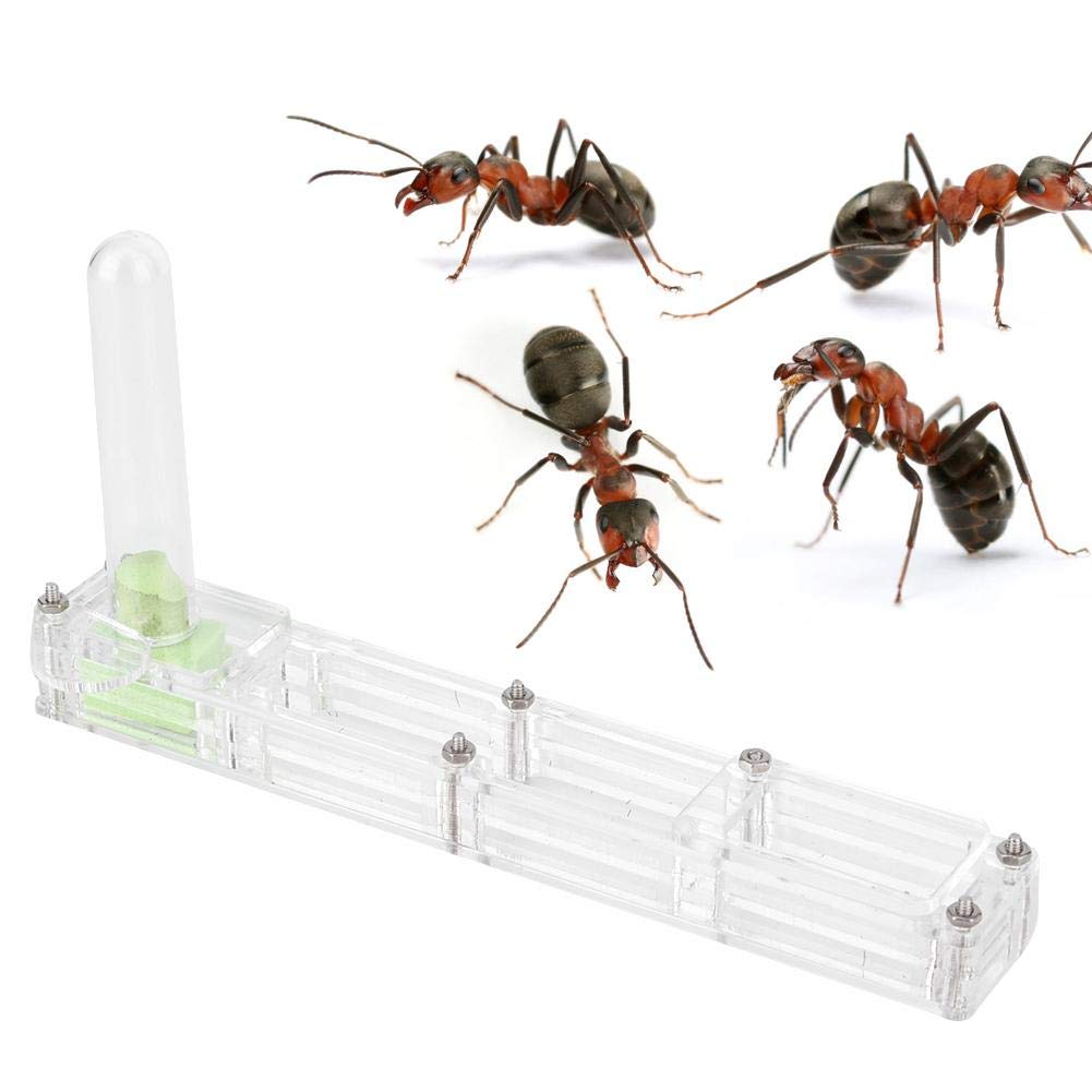A Sixx Ant Breeding Box, Acrylic Ant Breeding Nest Ant Farm House Ant Display Box With Water Tower, Moisturizing, With 1Pcs Drop