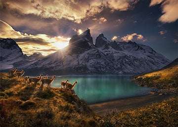 Heye 29815 Puzzles-1000 Pc-Guanacos,White