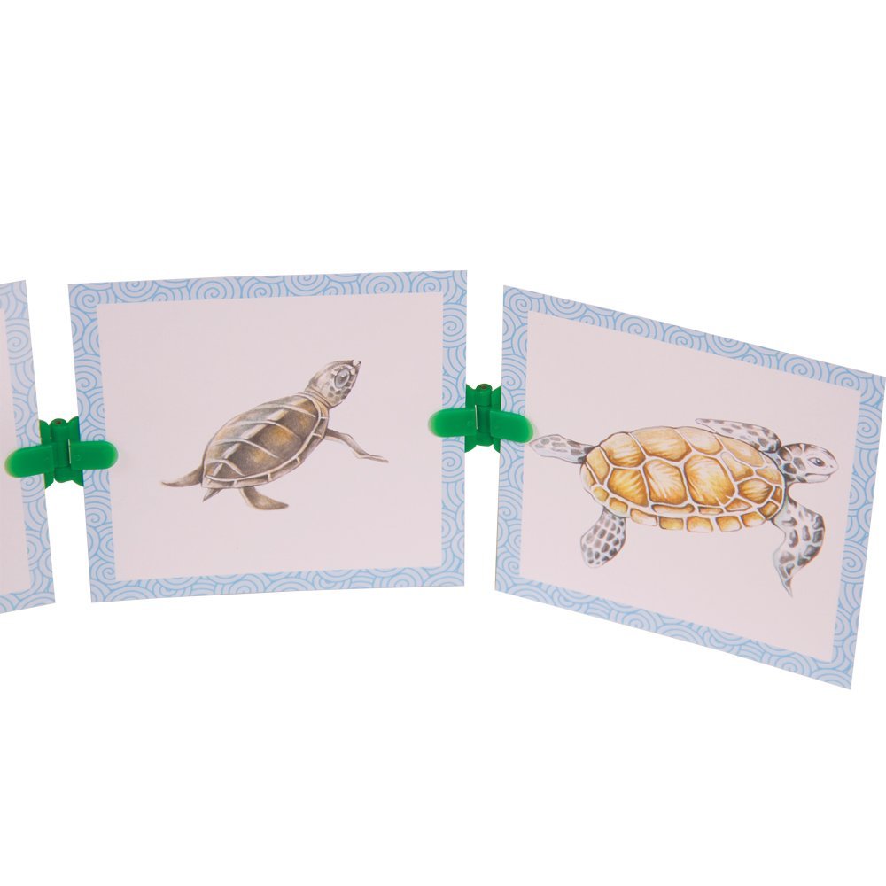 Hand2Mind Clip-Itz Life Cycle Card Set