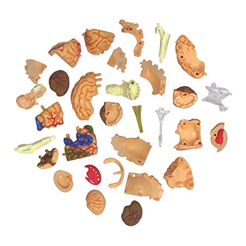 Tedco 4D Anatomy Brain Model