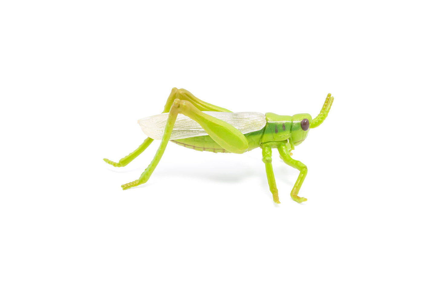 Papo -Hand-Painted - Figurine -Wild Animal Kingdom - Grasshopper -50268 -Collectible - For Children - Suitable For Boys And Girls- From 3 Years Old