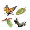 Butterfly Growth Cycle, Animal Growth Cycle Biological Model, Growth Stage Lifelike Butterfly Life Cycle Model Set For Kids Educ