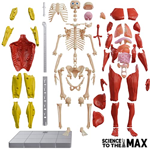Be Amazing! Toys Interactive Human Body - 60 Piece Fully Poseable Anatomy Figure - 14 Tall Model - Anatomy Kit - Removable Mu