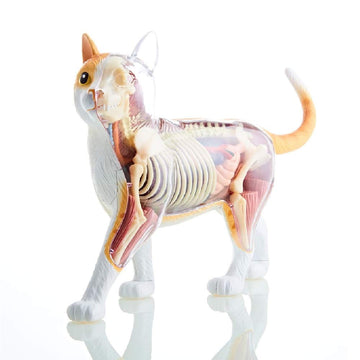 4D Vision Orange Tabby Cat Skeleton & Anatomy Model Kit