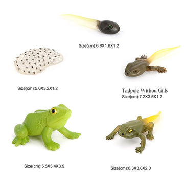 Hvogvok Frog Growth Cycle, Animal Growth Cycle Biological Model , Growth Stage Lifelike Frog Life Cycle Model Set For Kids Education Insect Themed Party Favors