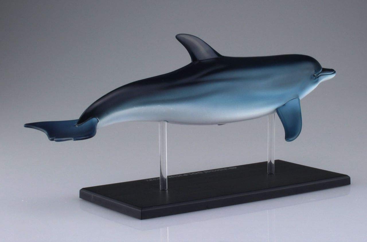 Famemaster 4D-Vision Dolphin Anatomy Model