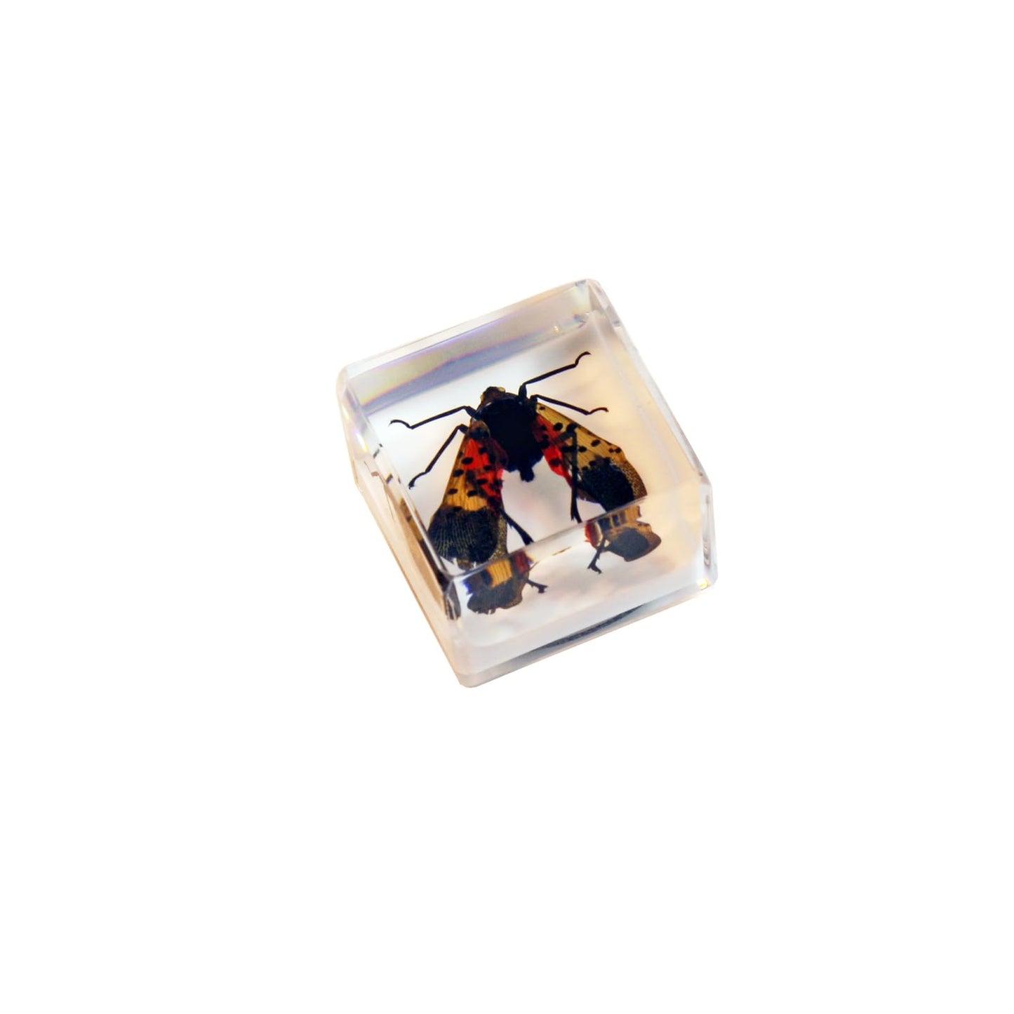 Real Lantern Fly with Wings Open in an Acrylic Cube with Magnet