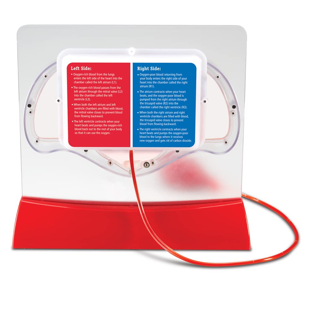 Learning Resources Pumping Heart Model - 1 Piece, Grades 3+ | Ages 8+ Educational Science Kit, Science Education Supplies, Science Teaching Supplies,Back To School Supplies,Teacher Supplies