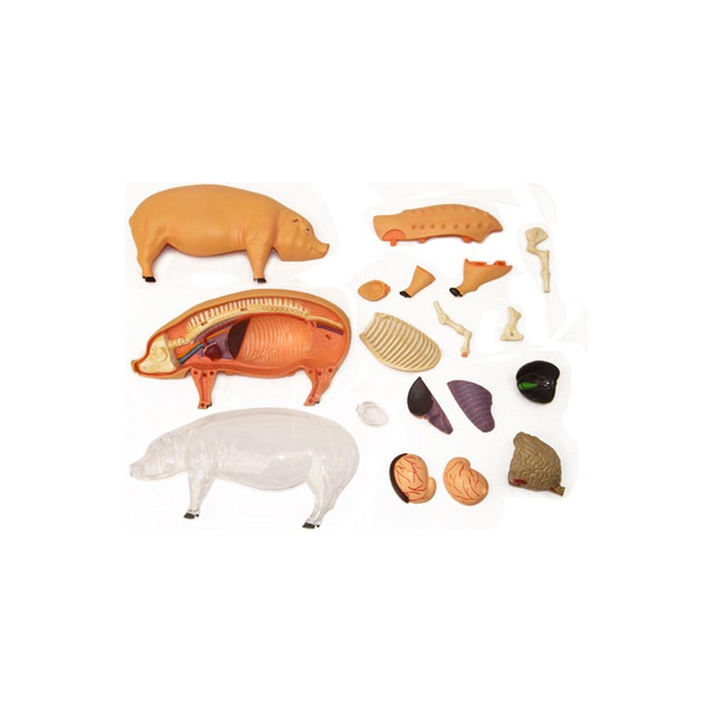 Tedco 4D 26102 Vision Pig Anatomy Model, One Color