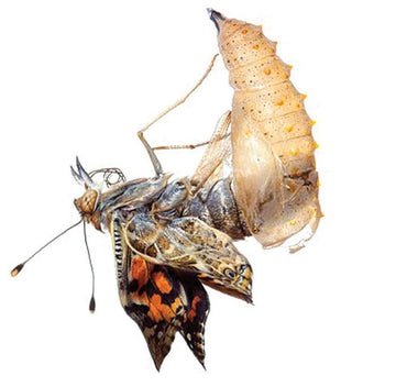 Insect Lore Butterfly Garden - 12 Live Caterpillar Habitat & STEM Education Kit - Green, Original Design