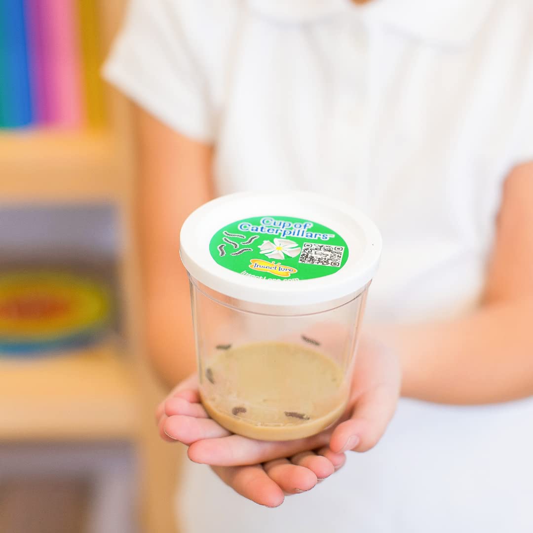 Insect Lore Two Cups Of Caterpillars Deluxe | 10 Live Baby Caterpillars, Stickers Included | Painted Lady Butterflies