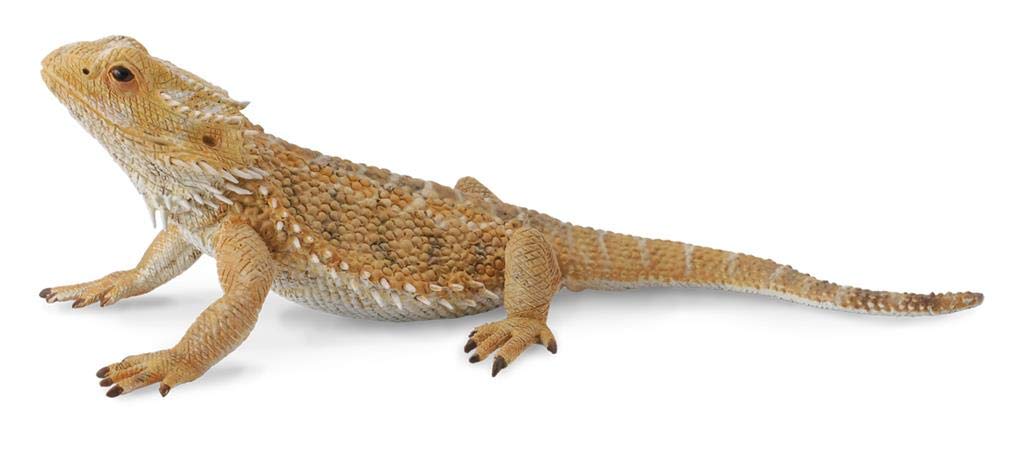 CollectA Bearded Dragon Lizard Toy Figure - Hand Painted Tan Model 88567, 1.6 inch, Plastic