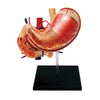 4D Human Anatomy - Stomach And Other Organs