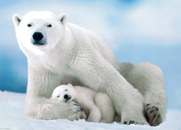 EuroGraphics 1000-Piece Polar Bear and Baby Puzzle, Cardboard, White, Model 6000-1198