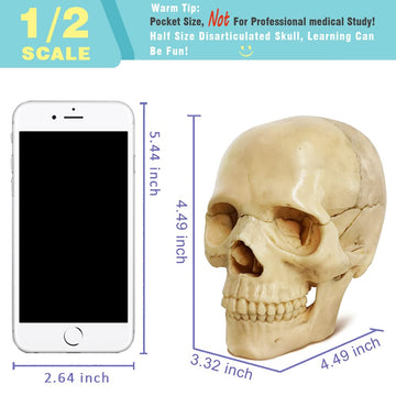 Evotech Mini Human Skull Model, Didactic 15 Parts Palm-Sized Anatomy Skull Model, Exploded Skull, Medical Anatomy Physiology Tea