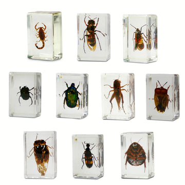 Geoworld 10 Insect Specimens Set - Real Beetles, Scorpions, Crickets In Resin With Magnifying Glass & Booklet - Great For Science Projects - Kids Scientific Educational Toy