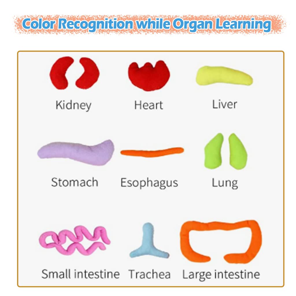 Kakiblin Human Body Model For Kids, Anatomy Toy, Human Body Organs, Preschool Educational Organ Plush Toys For Kids, Science Learning Kits, Body Organ Science Kits Sensory Toys For Boys Girls