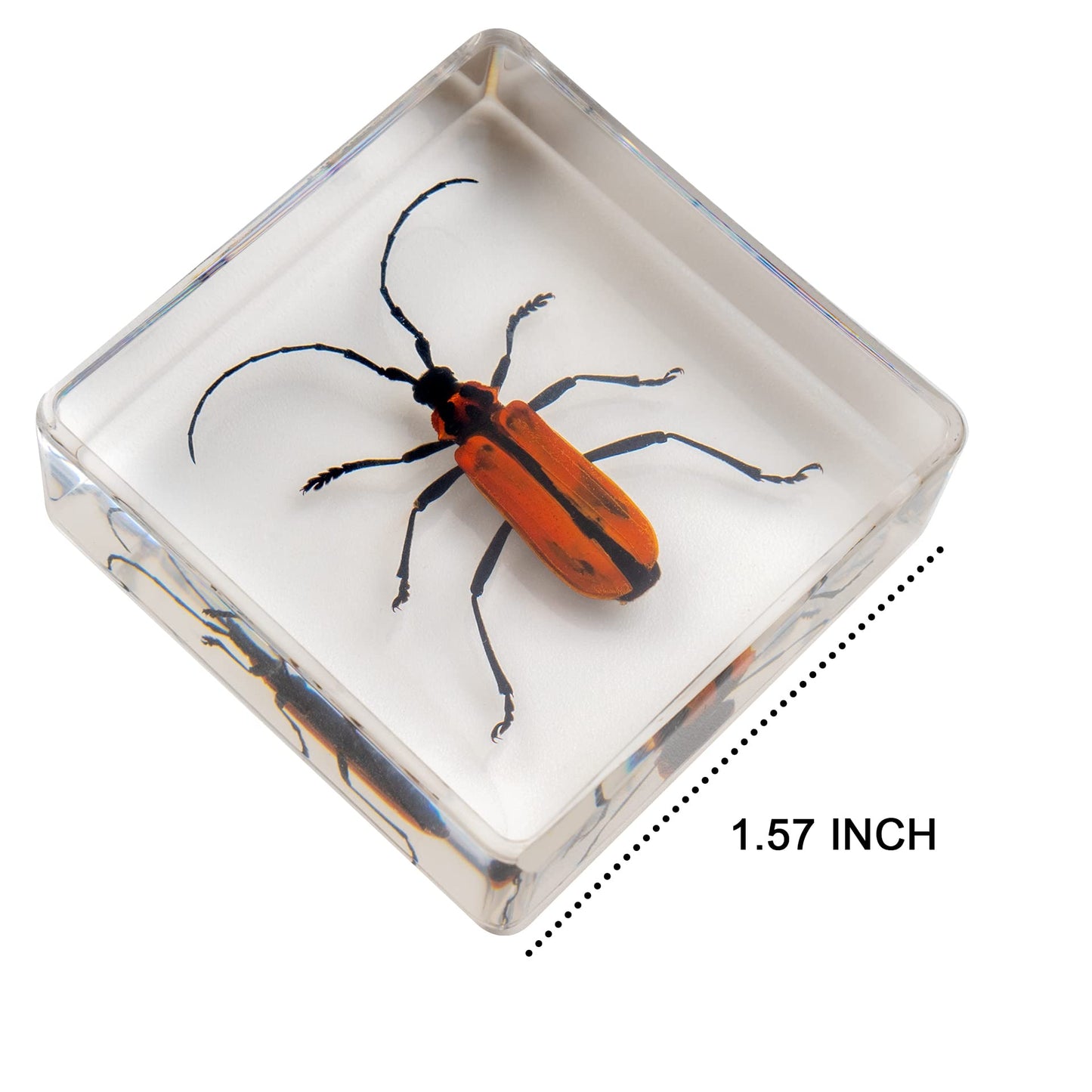 Insect Specimen Set, Bugs Collection Scientific Education Gift For Kids Aged 3-8-12 (Millipede, Centipede, Dragonfly Larvae, Tea