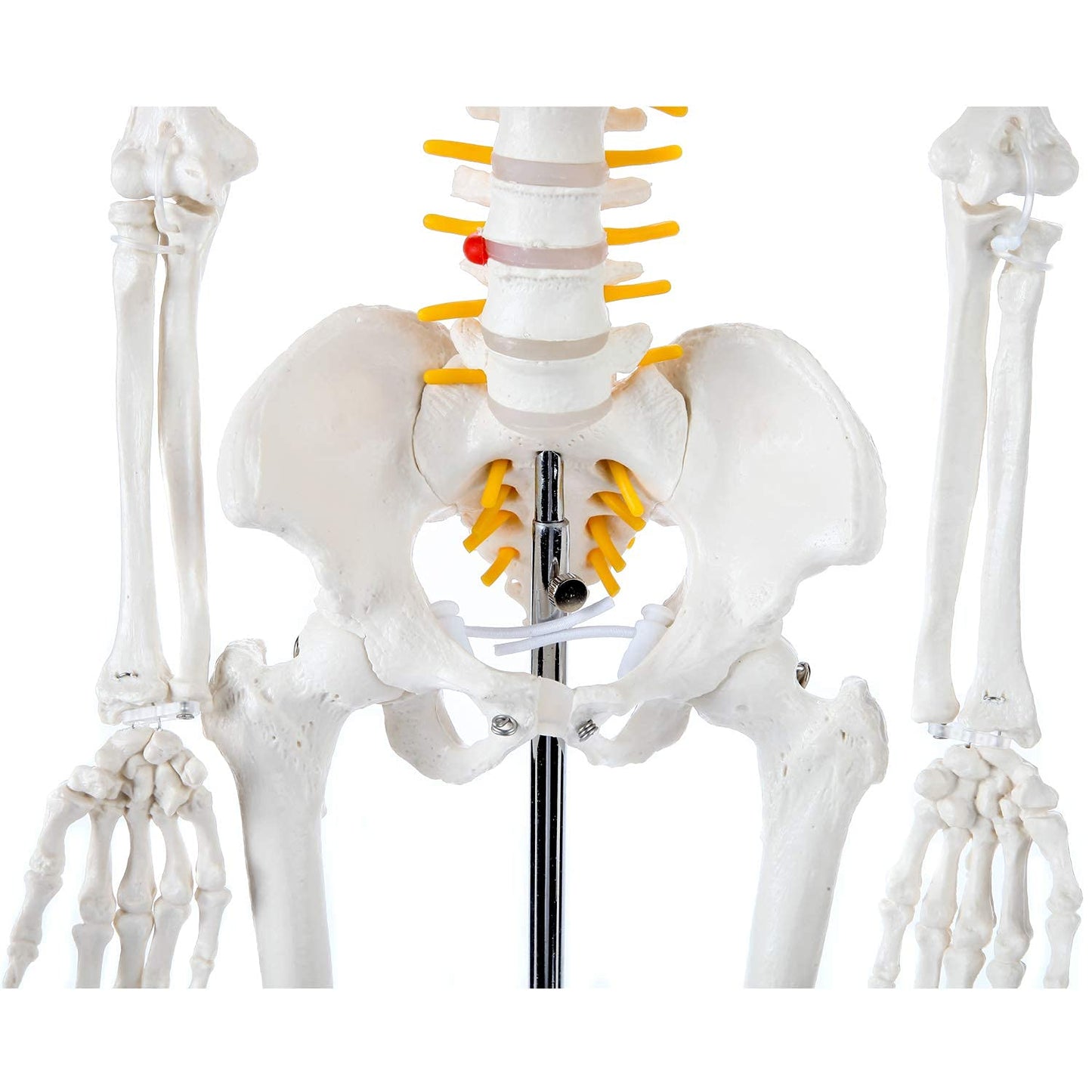 Axis Scientific Mini Human Skeleton Model, 31" Tall, Bone White, Metal Stand, Removable Arms & Legs, A-105168