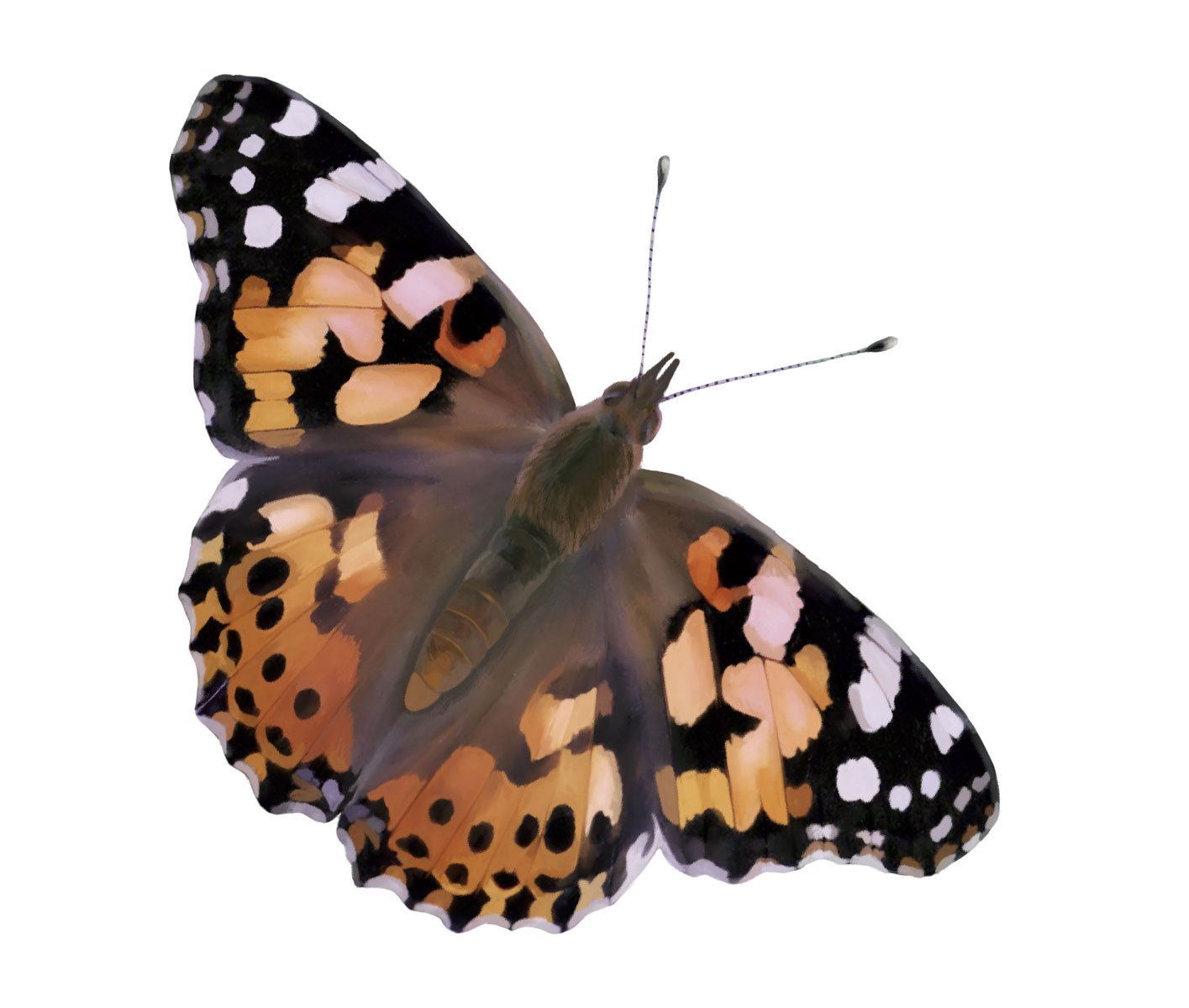 Insect Lore Cup Of Live Baby Caterpillars With Figurines | Butterfly Kit Refill - Plus Butterfly Life Cycle Stages Toy Figurines | 5 Painted Lady Caterpillars Shipped Now
