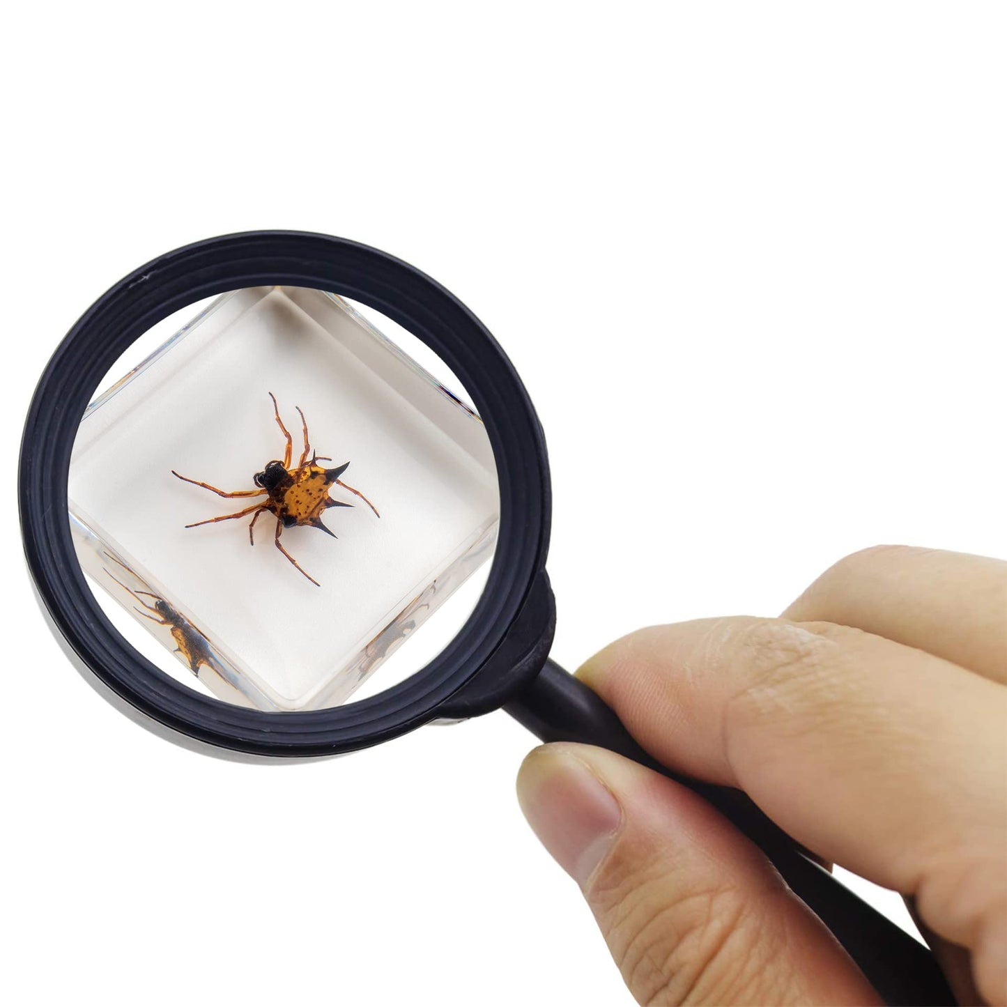Insect Specimen Set, Bugs Collection Scientific Education Gift For Kids Aged 3-8-12 (Millipede, Centipede, Dragonfly Larvae, Tea