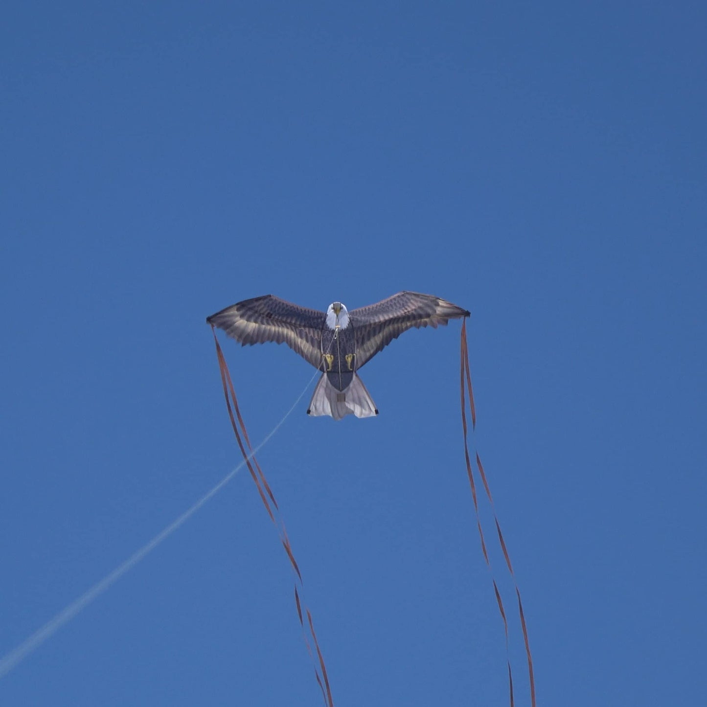 X Kites Birdsofprey® Eagle Nylon Bird Kite, 49 Inches Wide