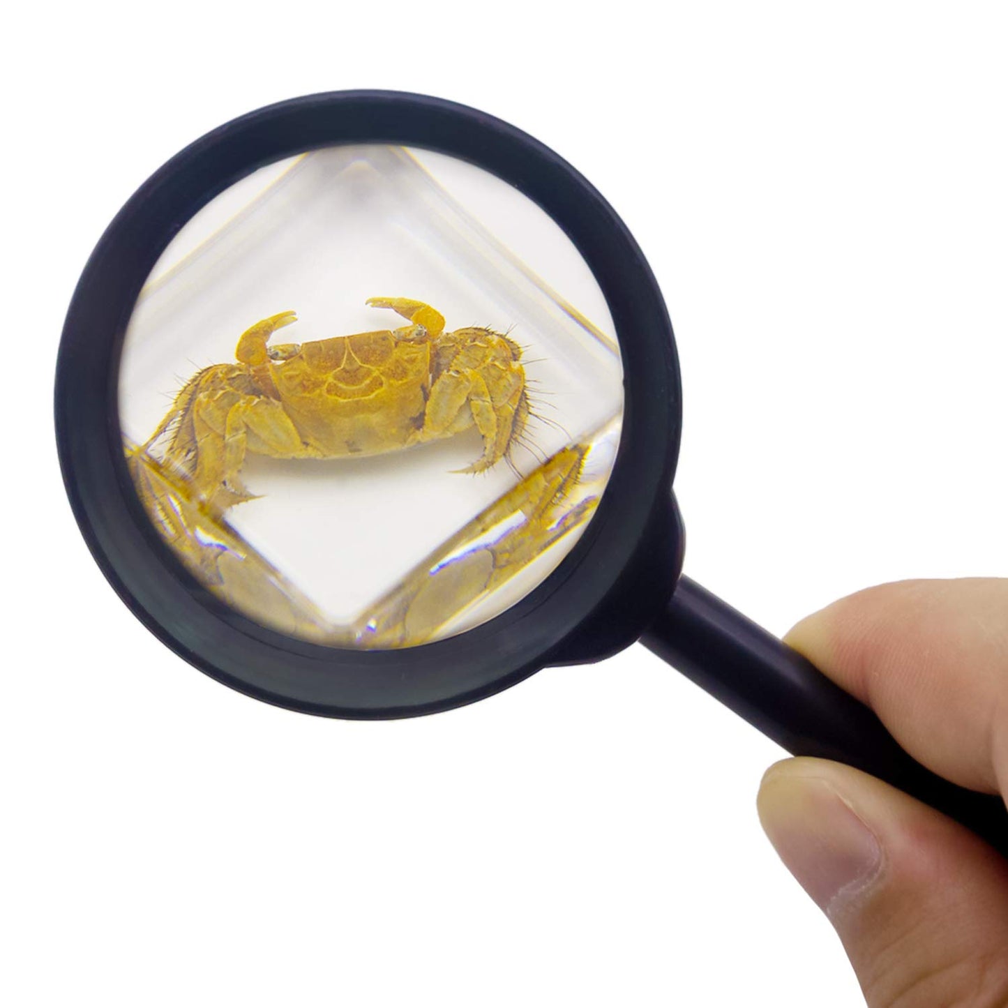 6 Pcs Marine Life Specimen Set,Hermit Crab,Fiddler Crab,Starfish,Nassariidae,Sea Cucumber, Chiromantes Dehaani Resin Collection Science Toys