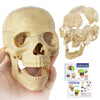 Evotech Mini Human Skull Model, Didactic 15 Parts Palm-Sized Anatomy Skull Model, Exploded Skull, Medical Anatomy Physiology Tea