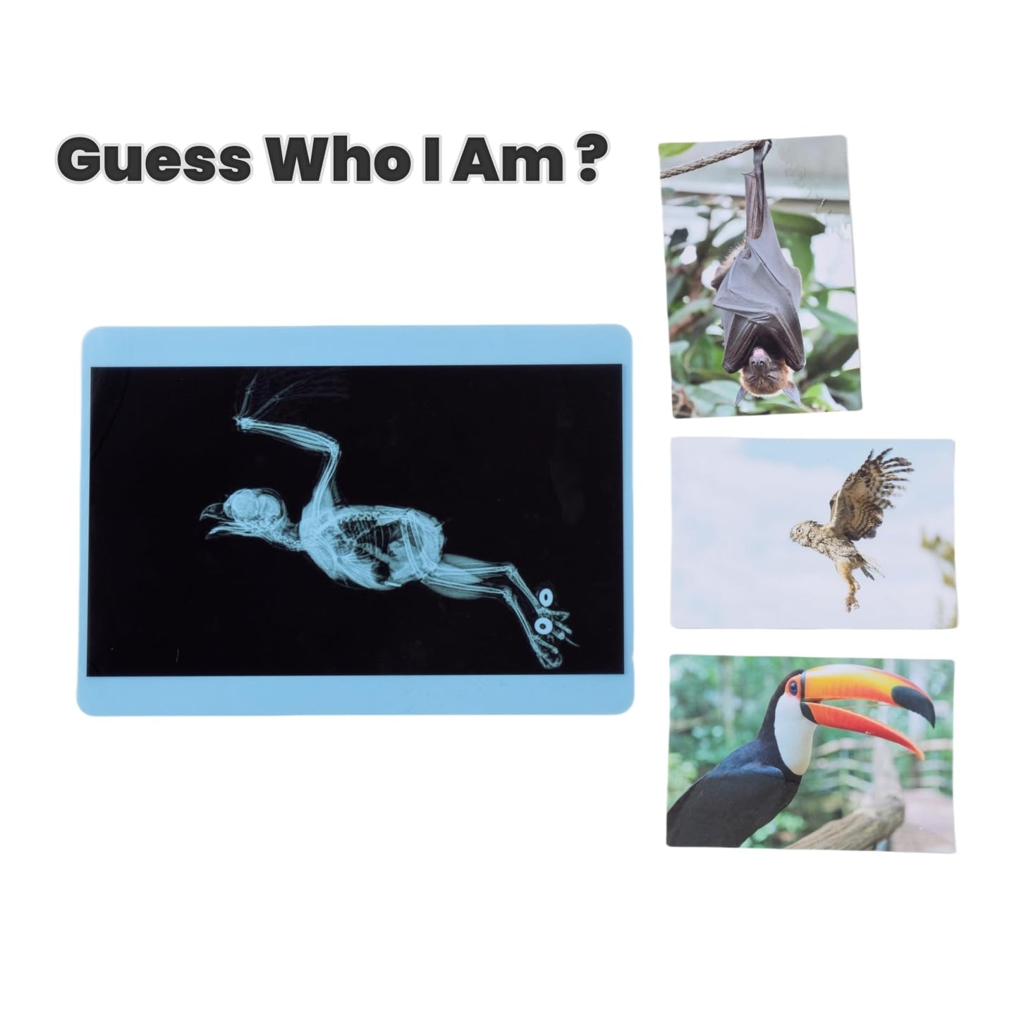 Odoorgames 20 Pieces Animal X-Ray Set - Guess Who I Am ? - Educational Science Kit For Kids: Explore The Fascinating World Of An