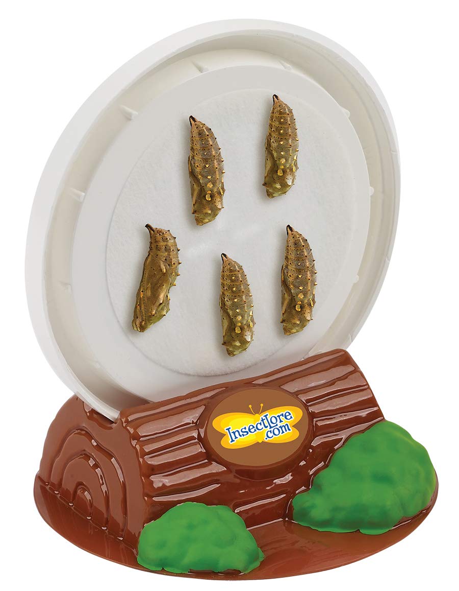Insect Lore Cup Of Live Baby Caterpillars With Figurines | Butterfly Kit Refill - Plus Butterfly Life Cycle Stages Toy Figurines | 5 Painted Lady Caterpillars Shipped Now