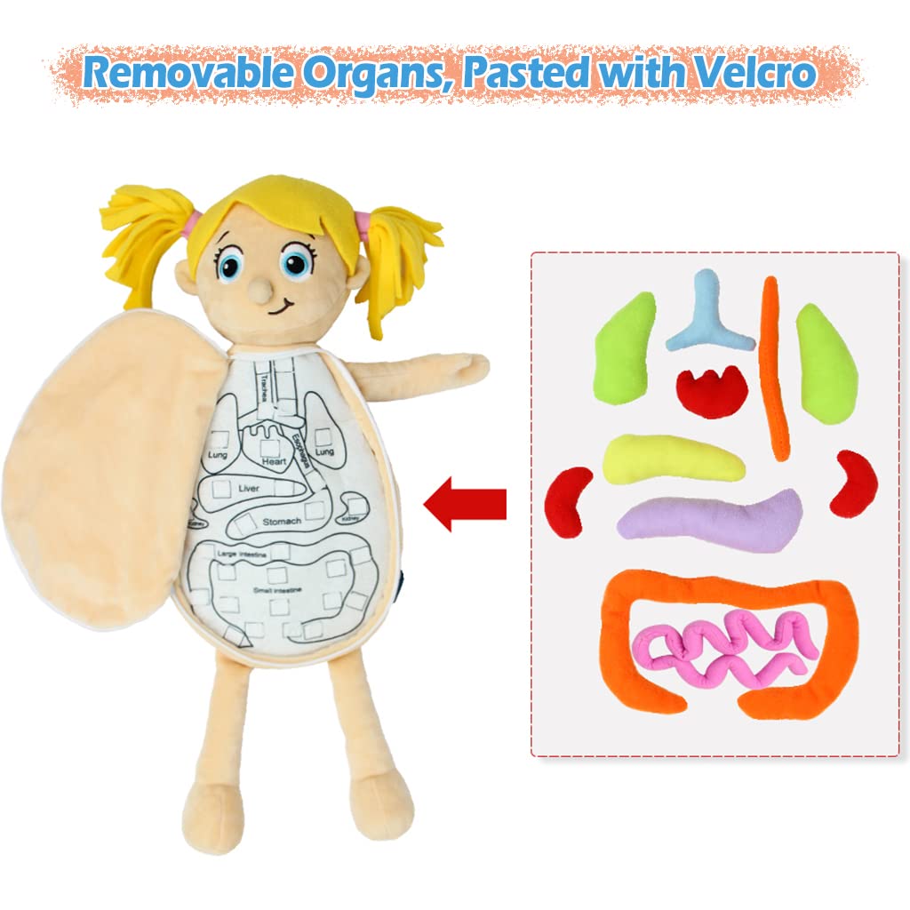 Kakiblin Human Body Model For Kids, Anatomy Toy, Human Body Organs, Preschool Educational Organ Plush Toys For Kids, Science Learning Kits, Body Organ Science Kits Sensory Toys For Boys Girls
