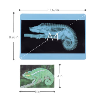 Odoorgames 20 Pieces Animal X-Ray Set - Guess Who I Am ? - Educational Science Kit For Kids: Explore The Fascinating World Of An