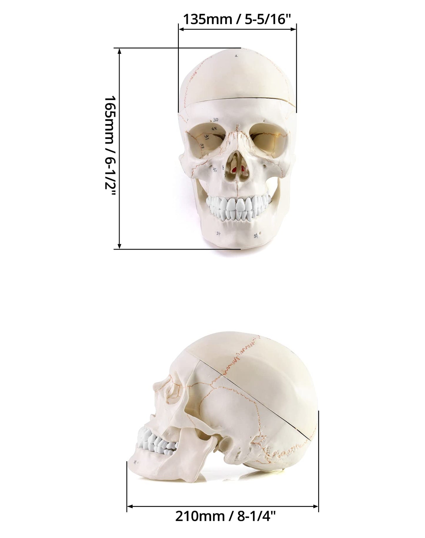 Qwork Human Skull And Brain Anatomy Model, 11 Parts, Life Size, Numbered, Anatomically Accurate, For Science Medical Teaching Learning