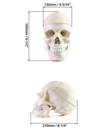 Qwork Human Skull And Brain Anatomy Model, 11 Parts, Life Size, Numbered, Anatomically Accurate, For Science Medical Teaching Learning