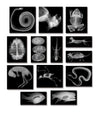 Roylco R5910 Animal X-Rays, 8 x 10, 28 Pieces