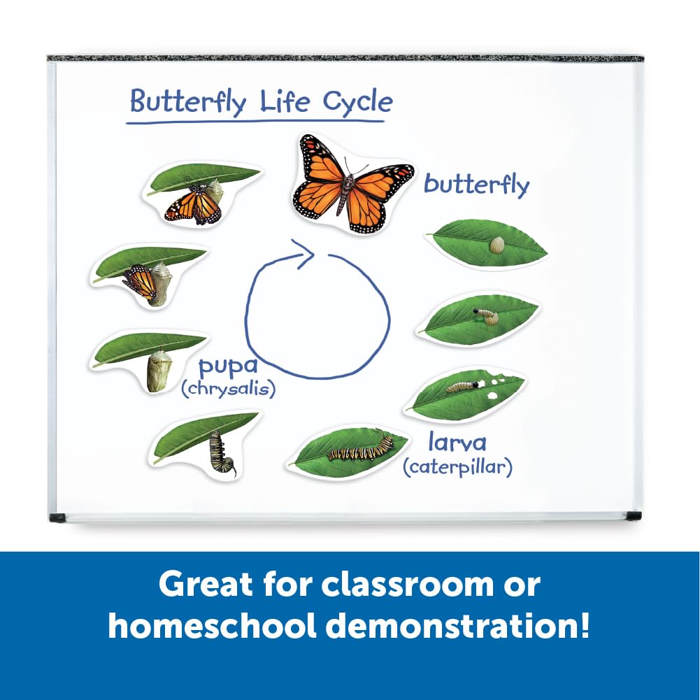 Learning Resources Butterfly Life Cycle, 9 Write And Wipe Pieces, Classroom Accessories, Teaching Aids